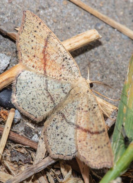 Cyclophora punctaria - sávos pettyesaraszoló
