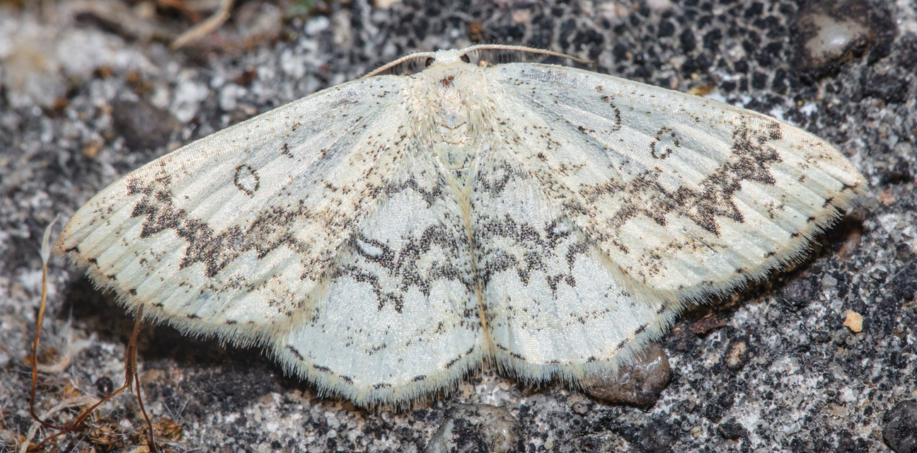 Cyclophora annularia - gyűrűs pettyesaraszoló