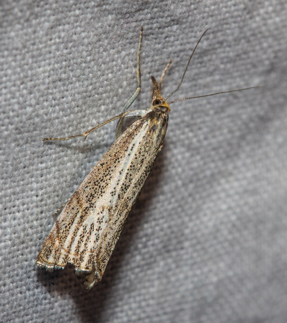 Thisanotia chrysonuchella - tavaszi fűgyökérmoly