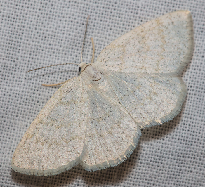 Cabera exanthemata - pettyes égeraraszoló
