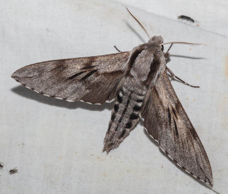 Hyloicus pinastri - fenyőszender