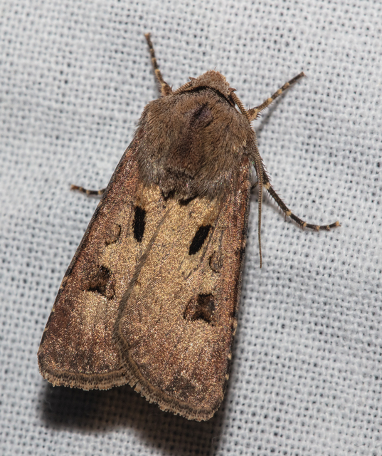 Agrotis exclamationis - felkiáltójeles földibagoly