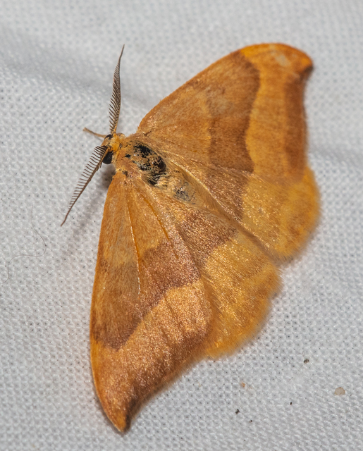 Watsonalla cultraria - bükkfa-sarlósszövő