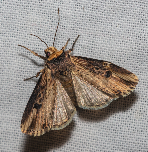 Axylia putris - vonalkás földibagoly