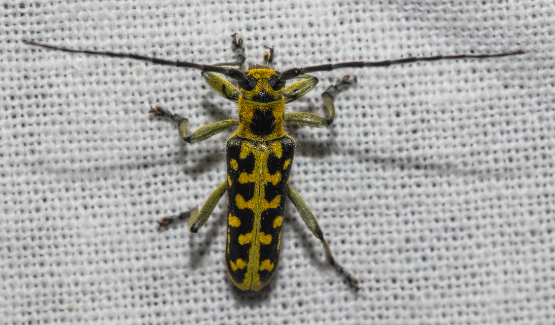 Saperda scalaris - létracincér