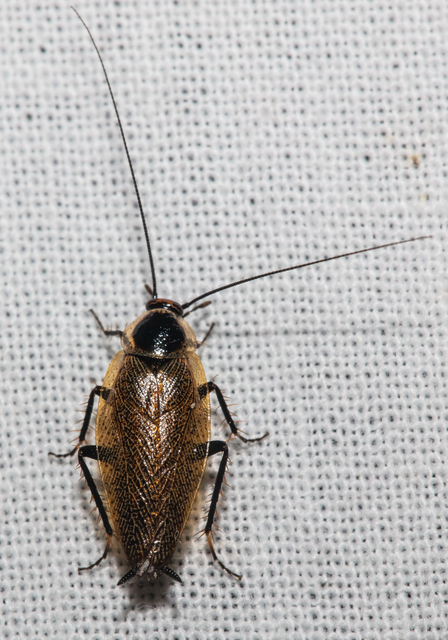 Ectobius