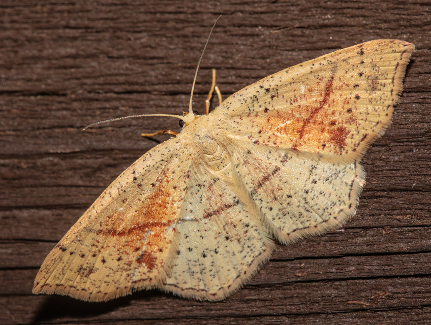 Cyclophora punctaria - sávos pettyesaraszoló