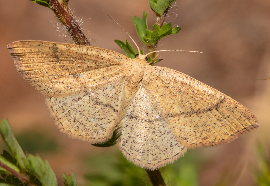 Cyclophora ruficiliaria - vörösrojtú pettyesaraszoló