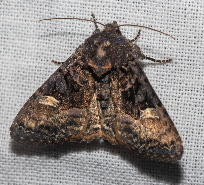 Euplexia lucipara - szeder-csipkésbagoly