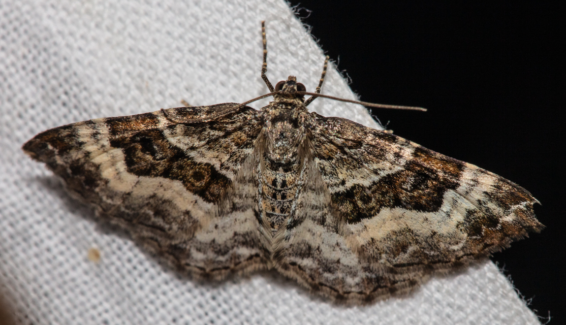 Epirrhoe alternata - galaj-tarkaaraszoló