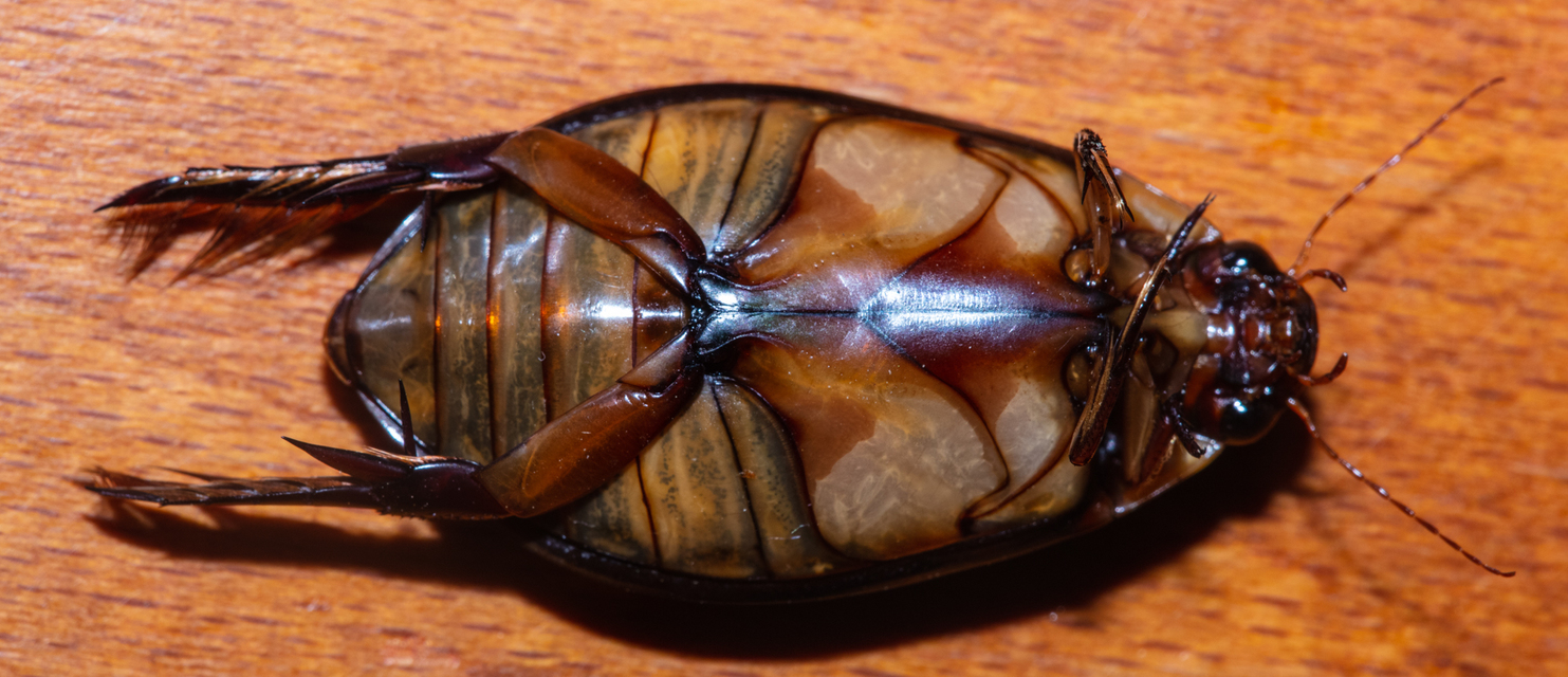 Cybister lateralimarginalis - nagy búvárbogár