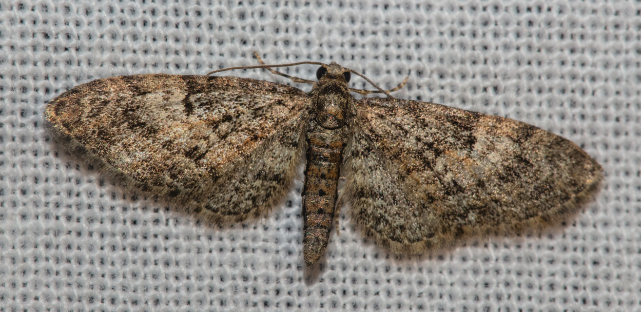 Eupithecia dodoneata - tölgy-törpearaszoló