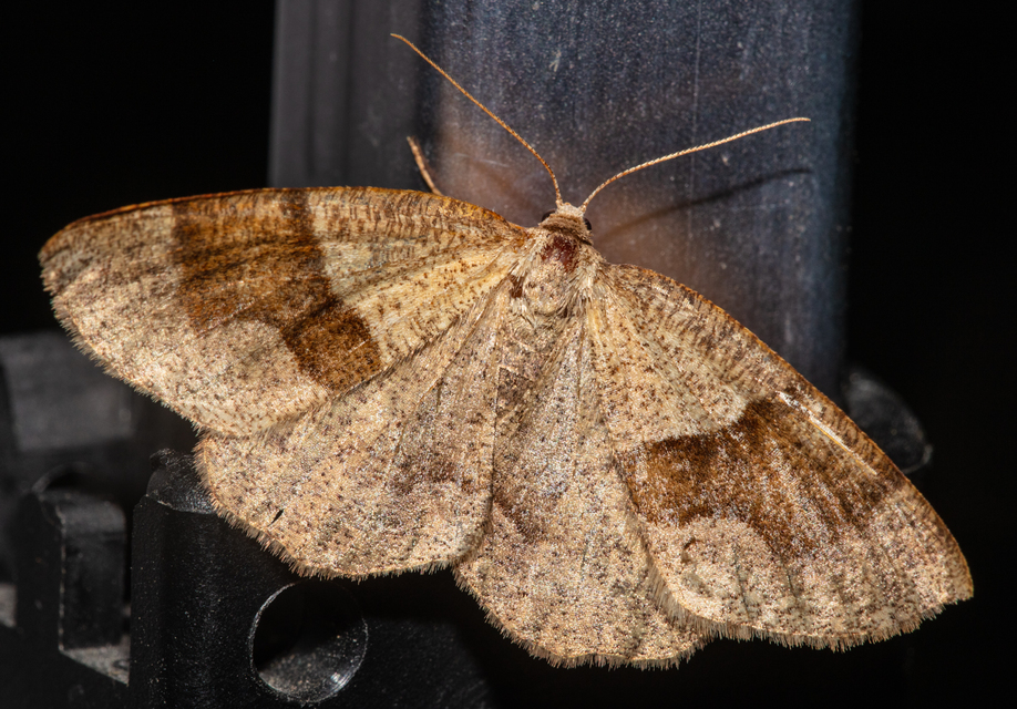 Plagodis pulveraria - szemcsés araszoló