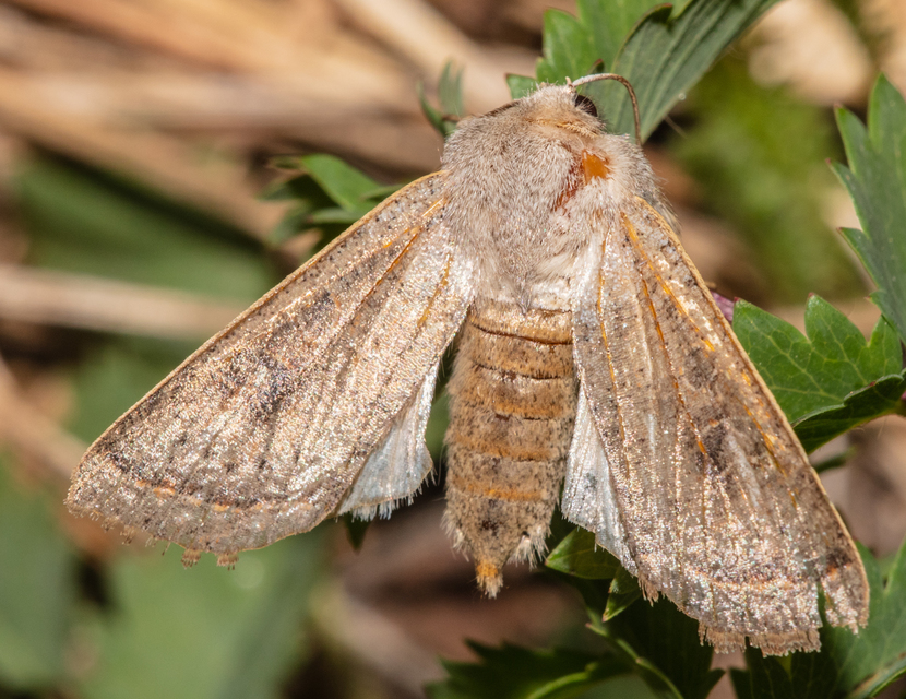 Orthosia gracilis - karcsú barkabagoly