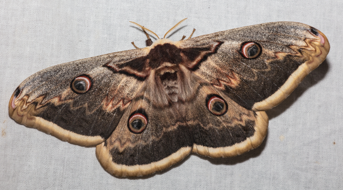 Saturnia pyri - nagy pávaszem