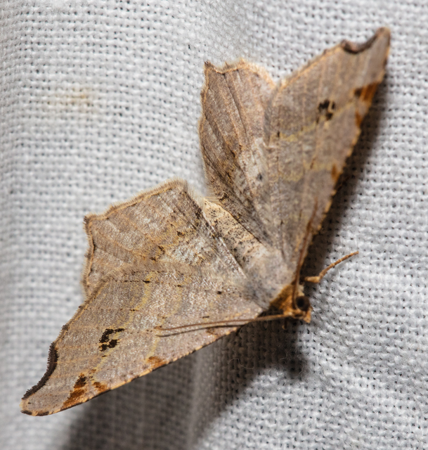 Macaria alternata - közönséges szürkearaszoló