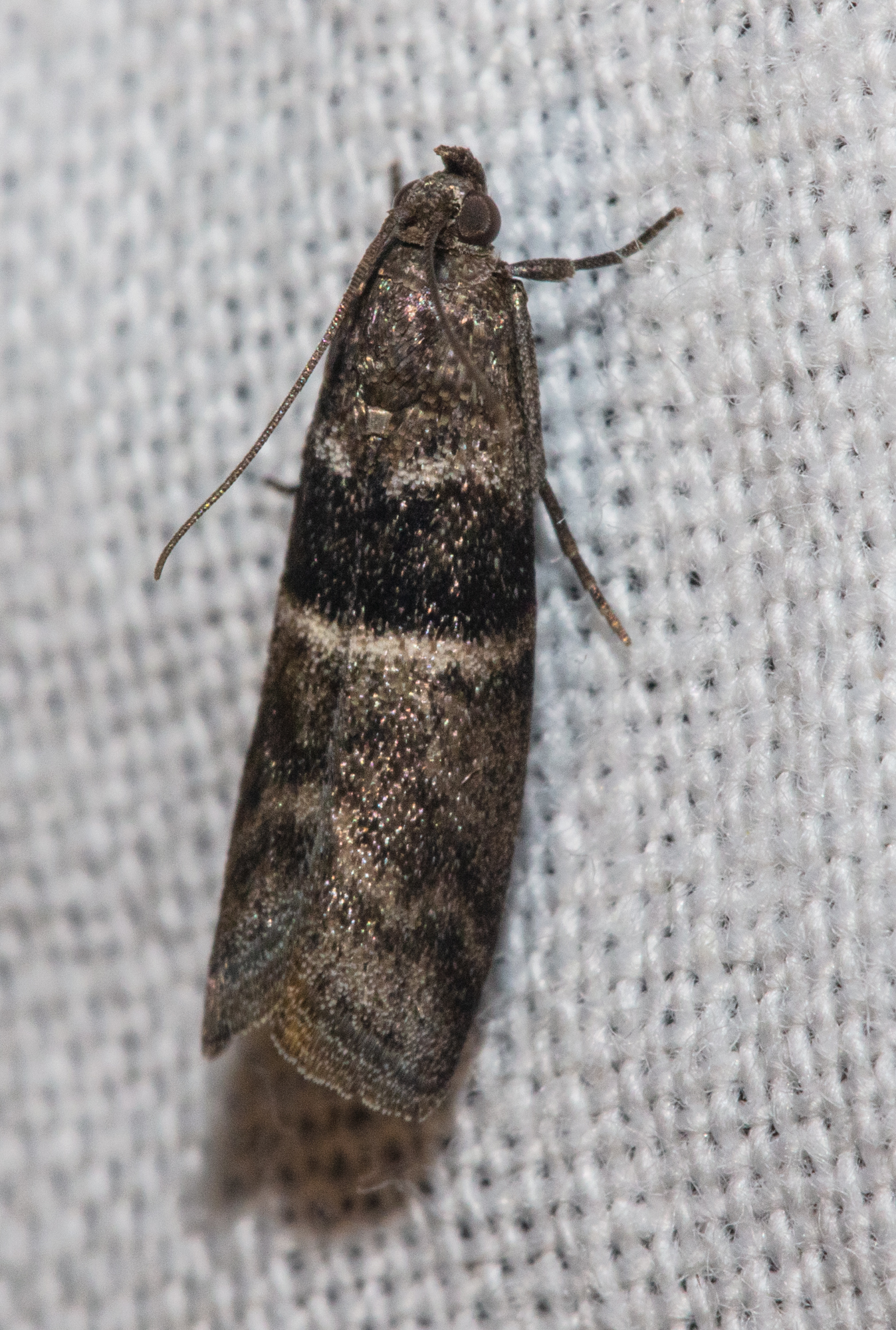 Elegia atrifasciella - füstös karcsúmoly