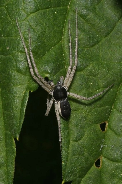 Philodromus dispar - lomb karolópók