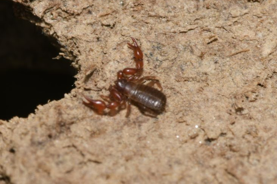 Pseudoscorpionida - Álskorpiók