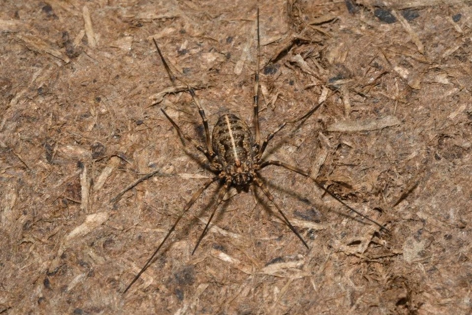 Zachaeus crista