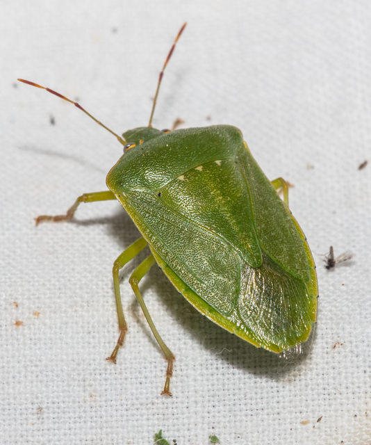 Nezara viridula - zöld vándorpoloska