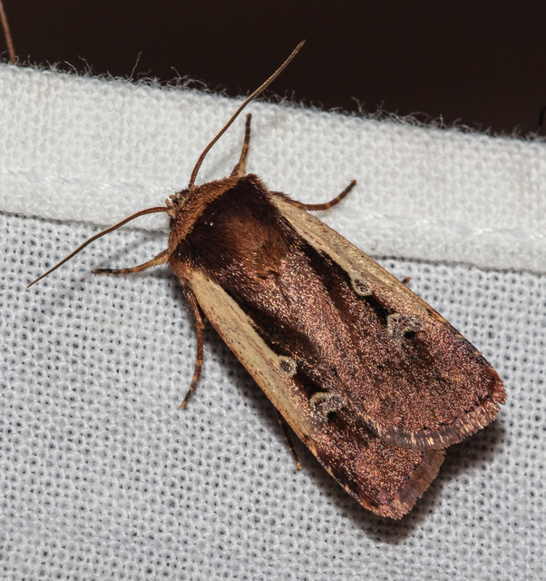 Ochropleura plecta - fehérszegélyű fűbagoly