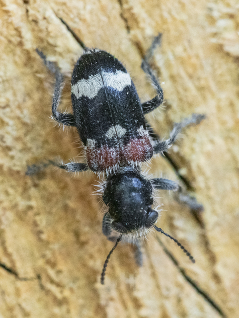 Clerus mutillarius - feketenyakú szúfarkas