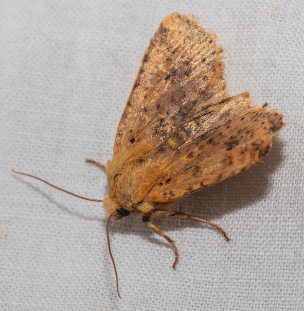 Conistra rubiginea - vörös őszibagoly