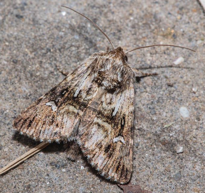 Calophasia lunula - gyújtoványfű-apróbagoly