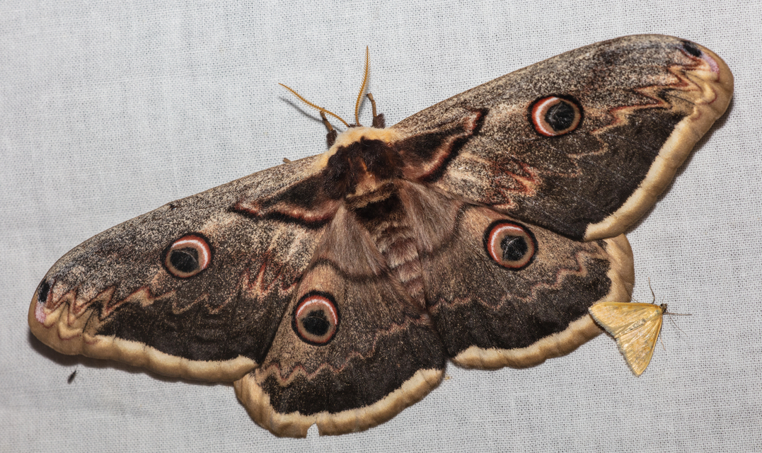 Saturnia pyri - nagy pávaszem