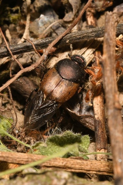 Onthophagus coenobita - rezes trágyatúró