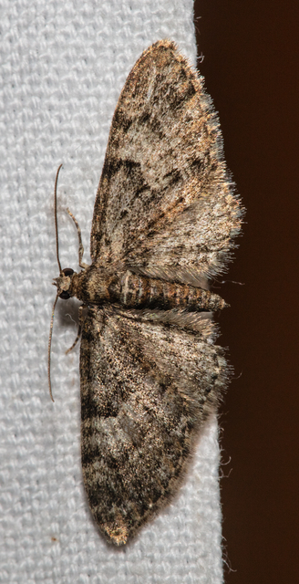 Eupithecia dodoneata - tölgy-törpearaszoló