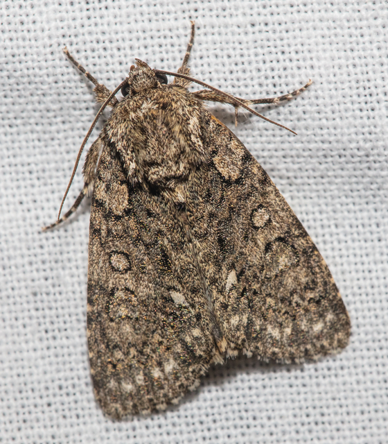 Acronicta rumicis - sóska-szigonyosbagoly