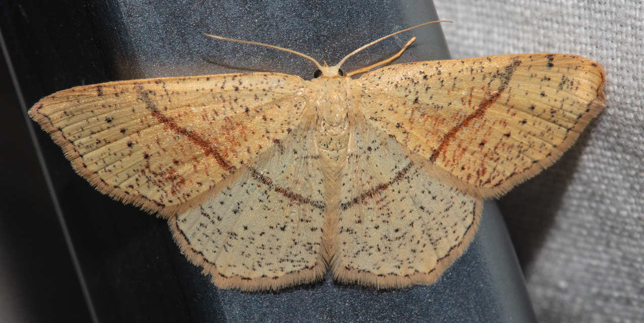 Cyclophora punctaria - sávos pettyesaraszoló