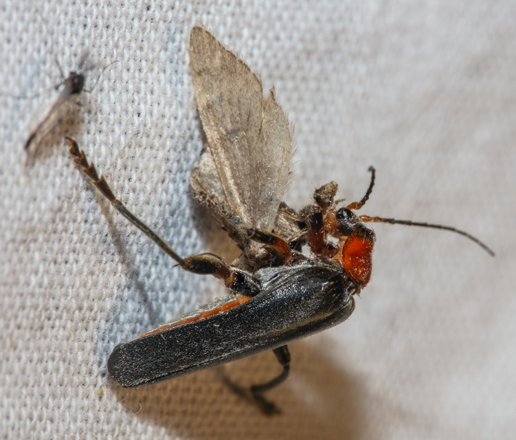 Cantharis