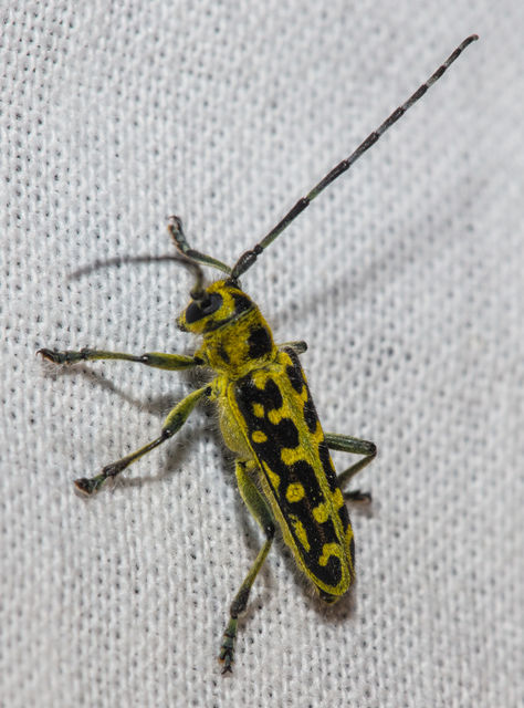 Saperda scalaris - létracincér