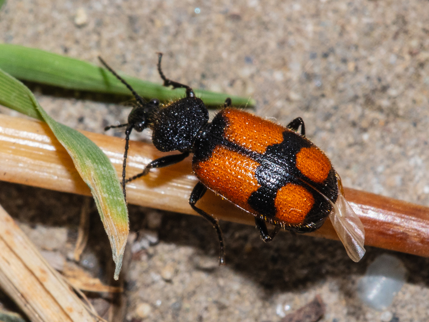Panagaeus cruxmajor - nagy keresztesfutó