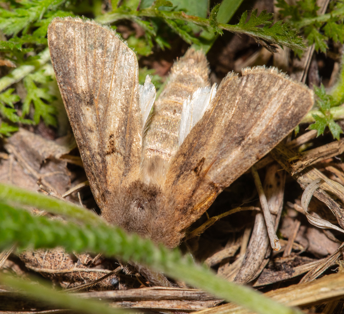 Agrotis exclamationis - felkiáltójeles földibagoly