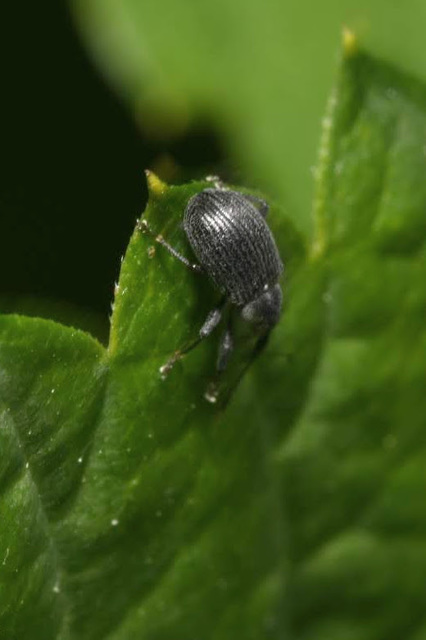 Anthonomus rubi - szamóca-bimbólikasztó