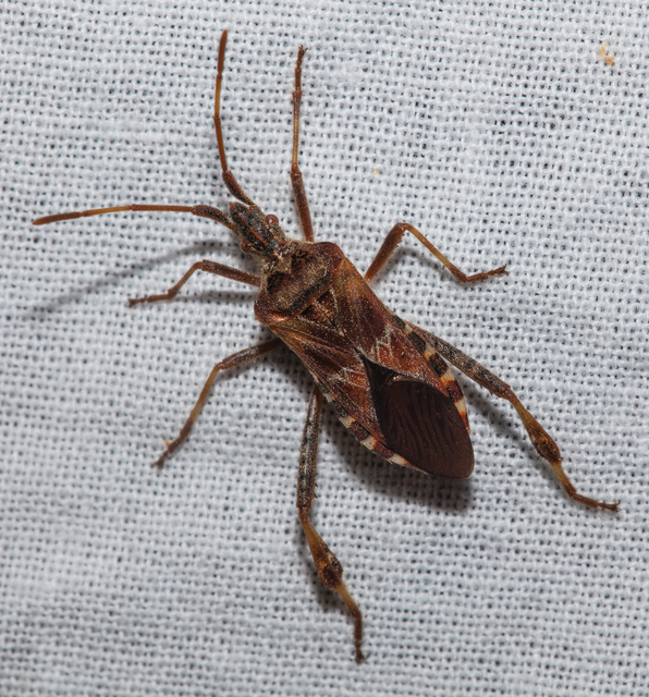 Leptoglossus occidentalis - nyugati levéllábú poloska