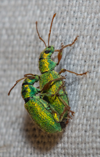 Phyllobius argentatus - ezüstös levélormányos
