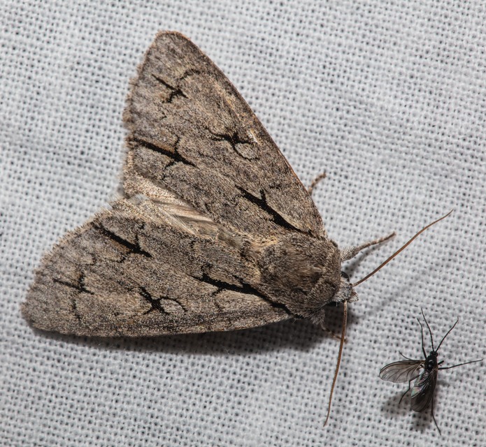Acronicta cuspis/tridens/psi