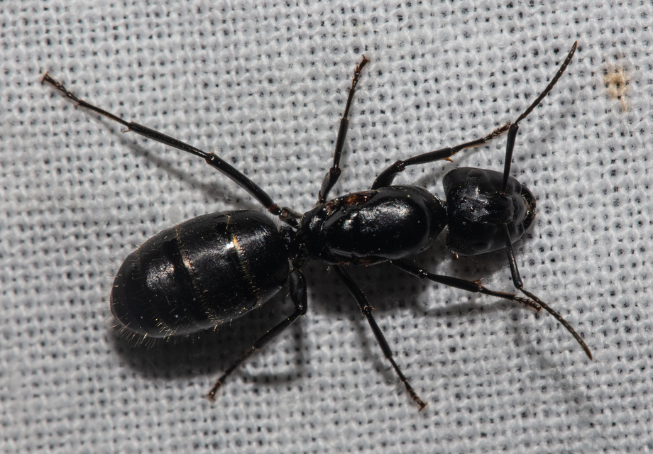 Camponotus vagus - fekete lóhangya