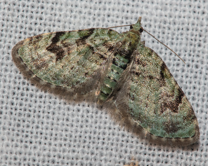 Chloroclystis v-ata - zöldes törpearaszoló