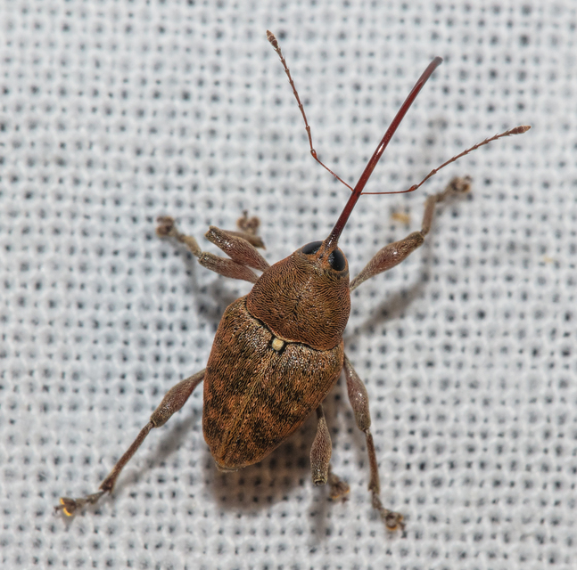 Curculio glandium - tölgymakkzsuzsóka
