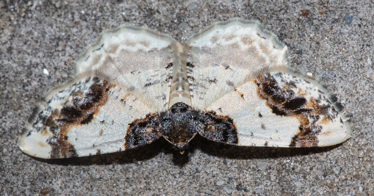 Ligdia adustata - barna levélaraszoló