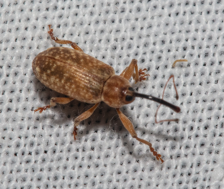Dorytomus longimanus - kétalakú hangormányos