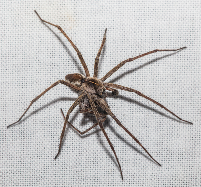 Pisaura mirabilis - csodáspók