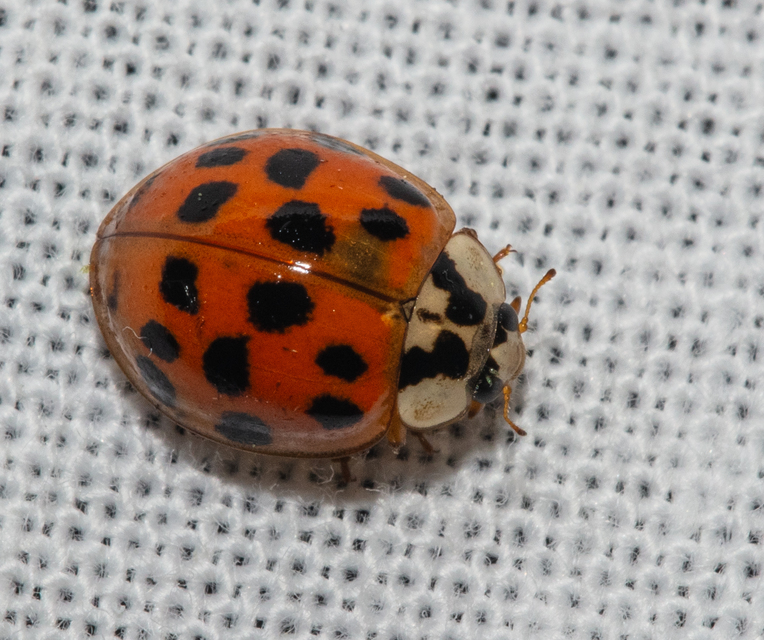 Harmonia axyridis - harlekinkatica