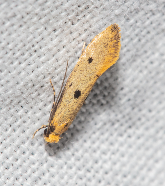 Tinea trinotella - hárompettyes fészekmoly